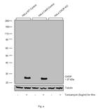 CHOP Antibody