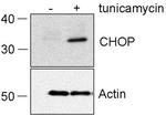 CHOP Antibody in Western Blot (WB)