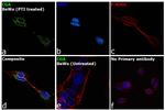 CGA Antibody in Immunocytochemistry (ICC/IF)