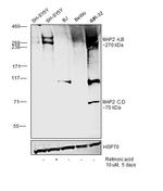 MAP2 Antibody in Western Blot (WB)