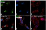 Glucocorticoid Receptor Antibody in Immunocytochemistry (ICC/IF)