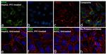 APOE Antibody in Immunocytochemistry (ICC/IF)