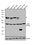 LAP2 Antibody in Western Blot (WB)