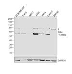 DR4 Antibody in Western Blot (WB)