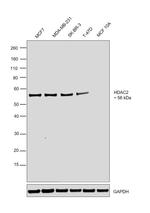 HDAC2 Antibody