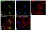 HDAC2 Antibody in Immunocytochemistry (ICC/IF)