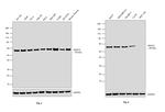 HDAC2 Antibody in Western Blot (WB)