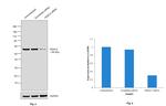 HDAC2 Antibody in Western Blot (WB)