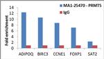 PRMT5 Antibody in ChIP Assay (ChIP)