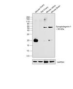 Synaptotagmin 1 Antibody in Western Blot (WB)