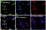 beta Amyloid Antibody in Immunocytochemistry (ICC/IF)