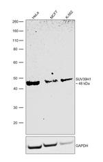 SUV39H1 Antibody in Western Blot (WB)