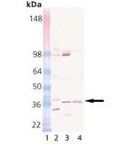 STX12 Antibody in Western Blot (WB)