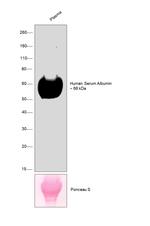 Human Serum Albumin Antibody in Western Blot (WB)