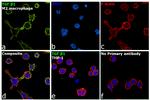 TGF beta-1 Antibody in Immunocytochemistry (ICC/IF)