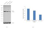 HSC70 Antibody