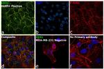 CD31 Antibody