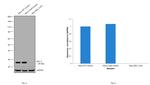 Bcl-2 Antibody in Western Blot (WB)