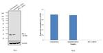 Bcl-2 Antibody in Western Blot (WB)