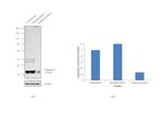 Cathepsin D Antibody