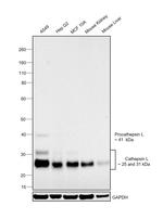 Cathepsin L Antibody in Western Blot (WB)