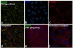 Nestin Antibody in Immunocytochemistry (ICC/IF)