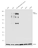 Nestin Antibody in Western Blot (WB)