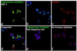 Calprotectin Antibody in Immunocytochemistry (ICC/IF)