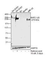 MAP2 Antibody