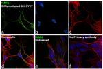 MAP2 Antibody in Immunocytochemistry (ICC/IF)