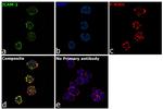 ICAM-2 Antibody in Immunocytochemistry (ICC/IF)