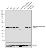 14-3-3 beta/epsilon/zeta Antibody