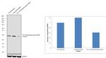 14-3-3 beta/epsilon/zeta Antibody