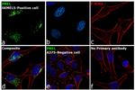 PMEL Antibody in Immunocytochemistry (ICC/IF)