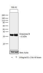 Granzyme B Antibody in Western Blot (WB)