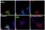 CD20 Antibody in Immunocytochemistry (ICC/IF)