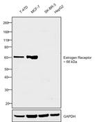 Estrogen Receptor alpha Antibody in Western Blot (WB)