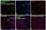 Synaptophysin Antibody in Immunocytochemistry (ICC/IF)