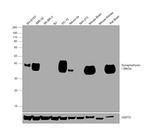 Synaptophysin Antibody in Western Blot (WB)