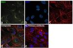 PAI1 Antibody in Immunocytochemistry (ICC/IF)