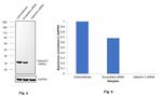 Galectin 3 Antibody in Western Blot (WB)