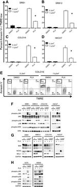 NOXA Antibody in Western Blot (WB)