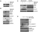 NOXA Antibody in Western Blot (WB)