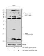 NOXA Antibody in Western Blot (WB)