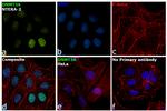 DNMT3A Antibody in Immunocytochemistry (ICC/IF)