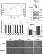 MYOD Antibody in Western Blot (WB)