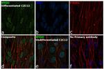 MYOD Antibody