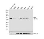 DR4 Antibody