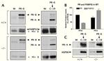 Progesterone Receptor Antibody in Western Blot (WB)