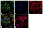 pro-Caspase 3 Antibody in Immunocytochemistry (ICC/IF)